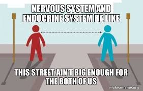 Nervous system and endocrine system comparison meme