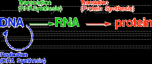 Diagram of DNA transcription and translation