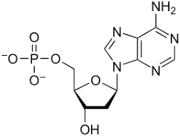 Nucleoside and nucleotide comparison