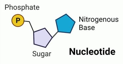 Nucleotide structure: phosphate, sugar, and nitrogenous base