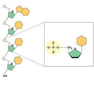 Polynucleotide structure and nucleotide components