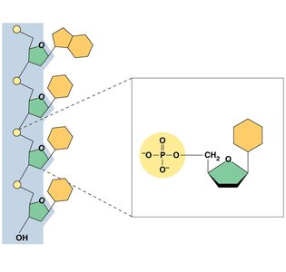 Sugar-phosphate backbone of nucleic acids