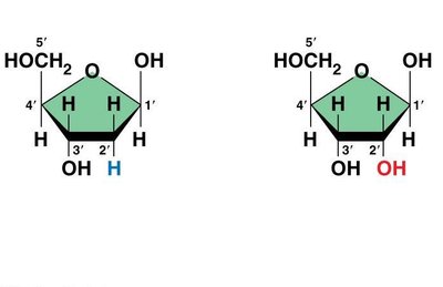 Deoxyribose and ribose sugars in DNA and RNA