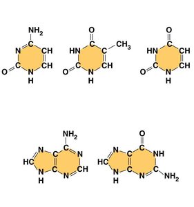 Chemical structures of nitrogenous bases