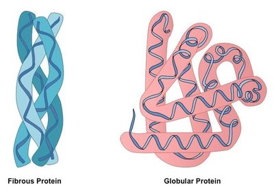 Fibrous and globular protein structures