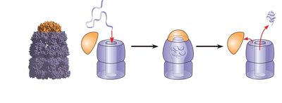 Steps of chaperonin-assisted protein folding