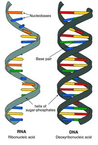 Central dogma of molecular biology: DNA to RNA to protein
