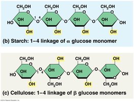 Linkages in starch and cellulose