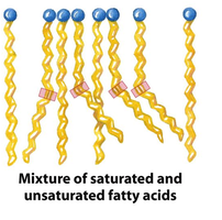 Mixture of saturated and unsaturated fatty acids