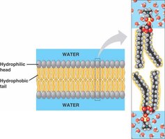 Phospholipid bilayer