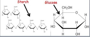 Starch is a polymer of glucose monomers