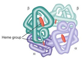 Tertiary and quaternary protein structure
