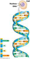 Genetic control of protein structure