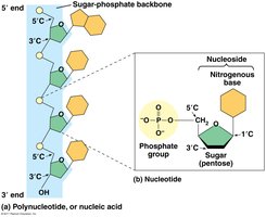 Nucleotide structure