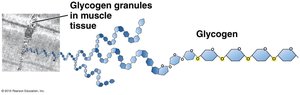 Glycogen granules in muscle tissue