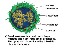 Eukaryotic cell structure