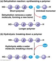 Dehydration and hydrolysis reactions