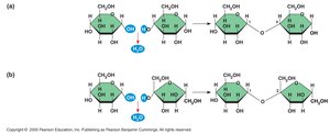 Formation of glycosidic linkages