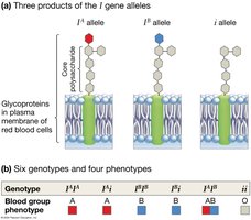 ABO blood group alleles and phenotypes