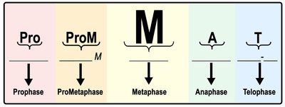 Phases of mitosis