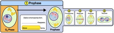 Prophase: chromosome condensation and spindle formation