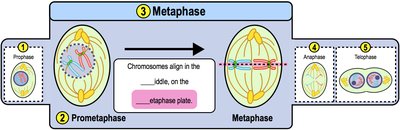 Metaphase: chromosomes in the middle of the cell