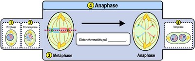 Anaphase: chromatids move to poles