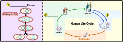 Diagram of binary fission and human life cycle