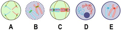 Telophase: chromosomes decondense