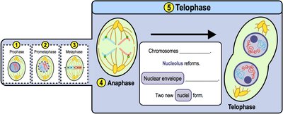 Telophase: two new nuclei