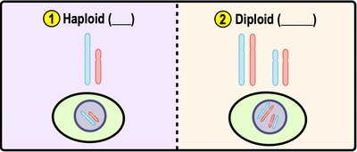 Haploid vs. diploid cells (alternate)