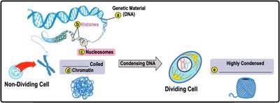 Organization of DNA: chromatin and chromosomes