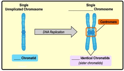 DNA replication and formation of sister chromatids