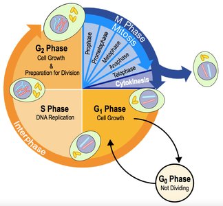 Detailed cell cycle with G1, S, G2, and G0 phases