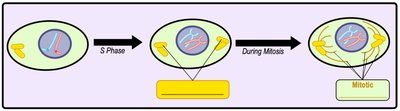 Centrosome replication and mitotic spindle formation