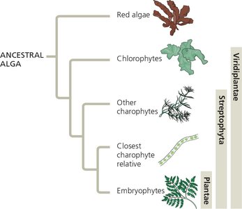 Phylogenetic tree showing the evolutionary relationships among major groups of algae and land plants
