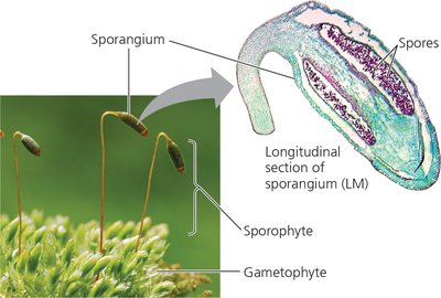 Sporangium structure and spore production in mosses