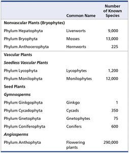 Table of major plant groups and their species numbers