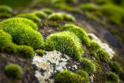 Photograph of mosses growing on a rock