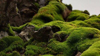 Photograph of mosses in a natural habitat