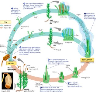 Diagram of the moss life cycle