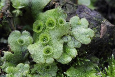 Photograph of a liverwort