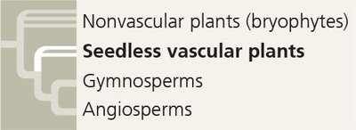 Classification of major plant groups