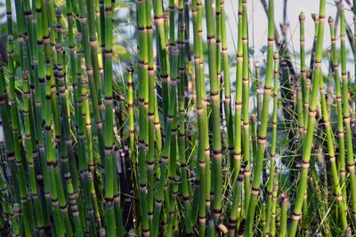 Photograph of horsetails, a seedless vascular plant
