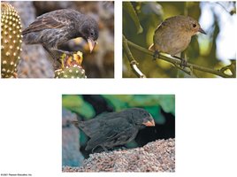 Different beak shapes in Galápagos finches