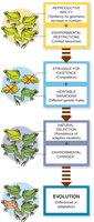 Schematic of Darwin-Wallace arguments for natural selection