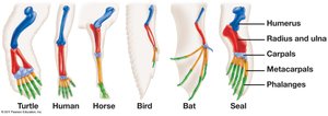 Homologous limb structures in vertebrates