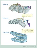 Comparison of bat, bird, and insect wings (analogy)