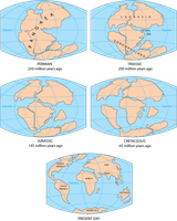 Continental drift and species distribution