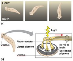 Planarian eyespot structure